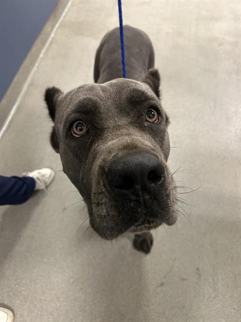 adoptable Dog in Miami, FL named SANSA