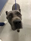 adoptable Dog in miami, FL named SANSA