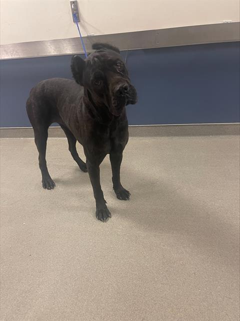 adoptable Dog in Miami, FL named ARYA