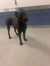 adoptable Dog in  named ARYA