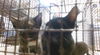 adoptable Cat in miami, FL named BATTY