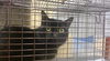 adoptable Cat in miami, FL named BERNIE