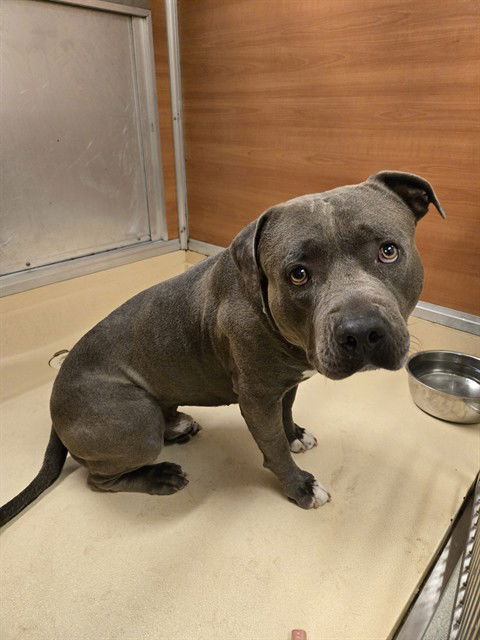 adoptable Dog in Miami, FL named RICO