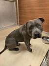 adoptable Dog in miami, FL named RICO