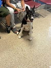 adoptable Dog in  named HUMBLE