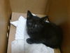 adoptable Cat in miami, FL named A2712150