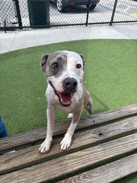 adoptable Dog in Miami, FL named LILLY