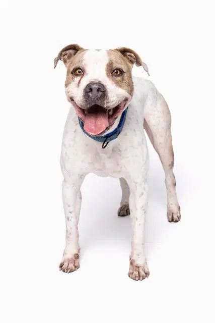 Freddy - American Bulldog