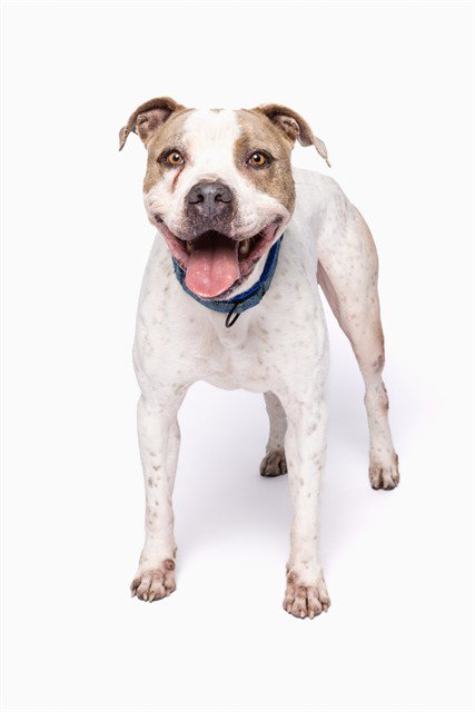 FREDDY - American Bulldog for adoption in Miami