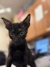 adoptable Cat in  named TOOTHLESS
