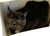 adoptable Cat in  named CHRISTINA