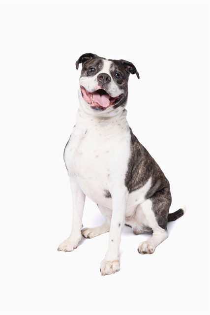 ROMEO - American Bulldog for adoption in Miami