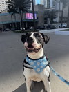 DUKE - Photo 1
