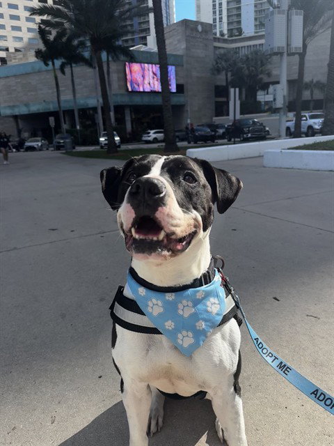 DUKE - American Bulldog available for adoption