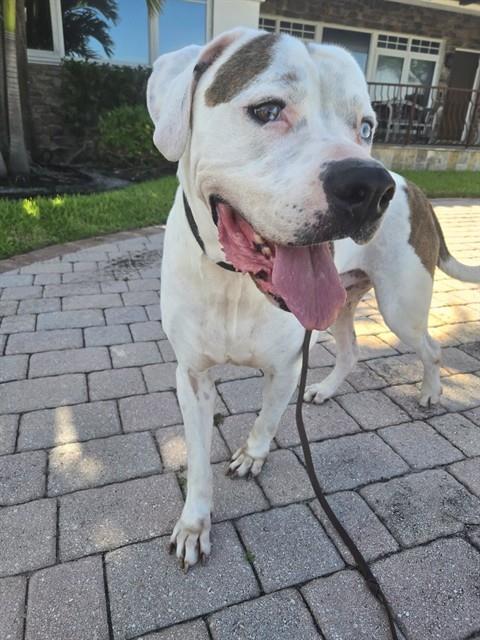 NICO - American Bulldog available for adoption