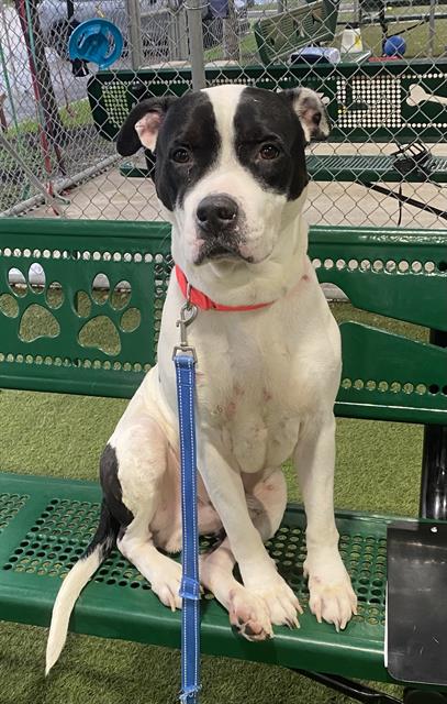 ALEJANDRO - American Bulldog available for adoption