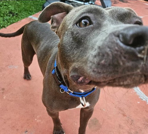 COWBOY/APOLLO - Pit Bull Terrier available for adoption