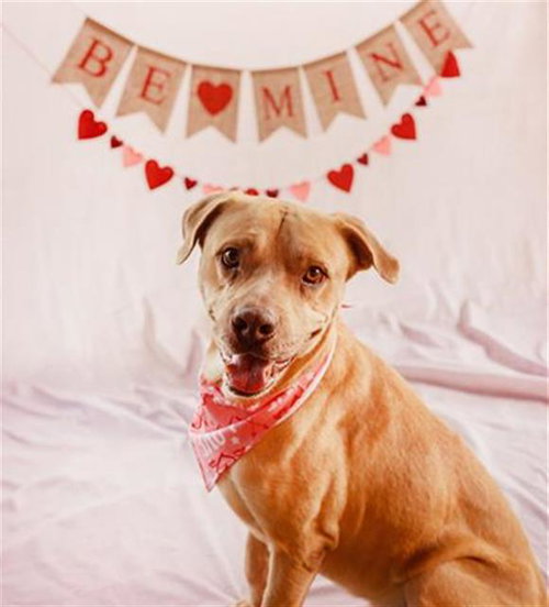 TITO - Labrador Retriever available for adoption