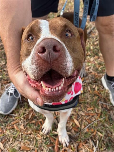 CHARLIE - American Pit Bull Terrier available for adoption
