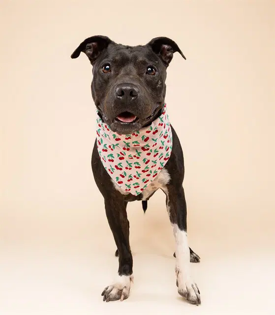 Tonya - American Staffordshire Terrier