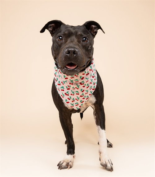 TONYA - American Staffordshire Terrier for adoption in Miami