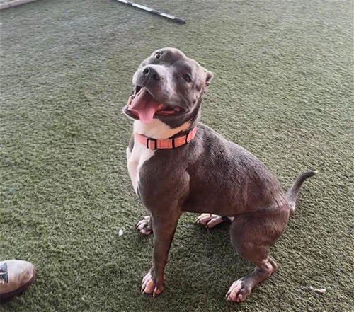 LUNA - American Bulldog available for adoption
