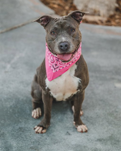 LUNA, an adoptable American Bulldog in Miami, FL