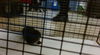 adoptable Cat in  named ANGEL