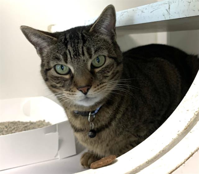 adoptable Cat in Miami, FL named CHICA