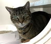 adoptable Cat in  named CHICA