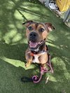 BUBBA - Photo 1