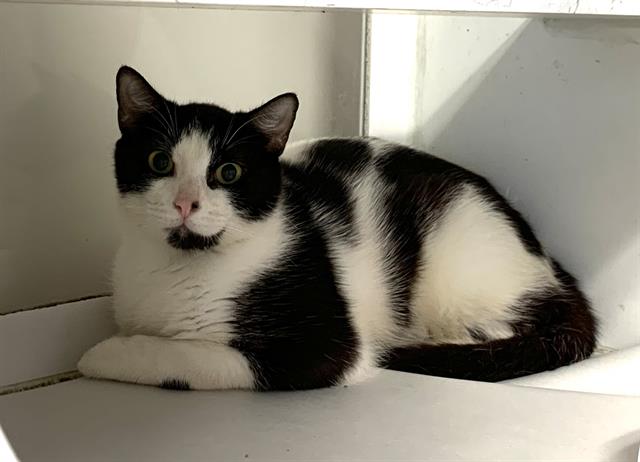 adoptable Cat in Miami, FL named HUMBERTO