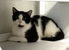 adoptable Cat in  named HUMBERTO