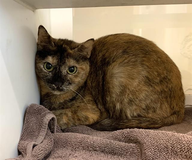 adoptable Cat in Miami, FL named IVY