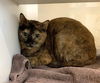 adoptable Cat in  named IVY