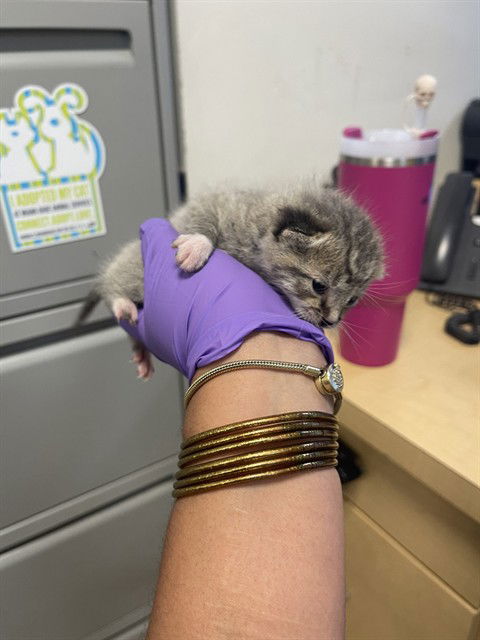 adoptable Cat in Miami, FL named NOODLE