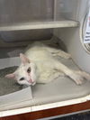 adoptable Cat in  named SNOWBALL