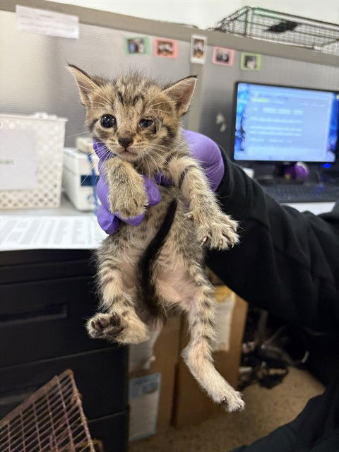 adoptable Cat in Miami, FL named DAWN