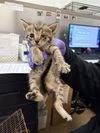 adoptable Cat in  named DAWN