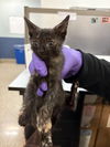 adoptable Cat in  named JUNE