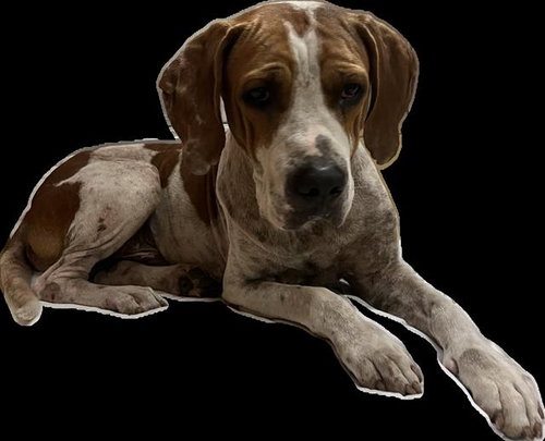 DEPUTY - Hound available for adoption