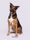 SARGENTO - Photo 1