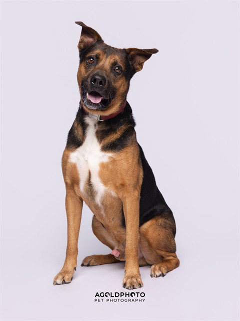 SARGENTO - German Shepherd Dog available for adoption