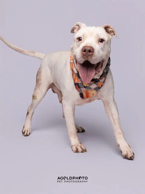 Tairn - American Bulldog