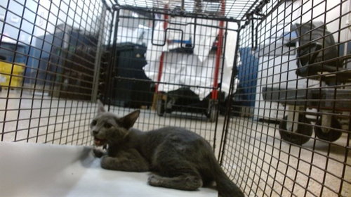 FLOATER - Domestic Short Hair available for adoption
