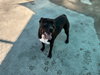 CHARLIE - Photo 1