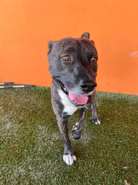 DANNY - American Bulldog available for adoption