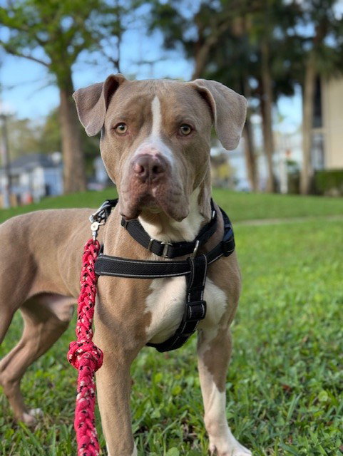 FRANCO - American Bulldog available for adoption