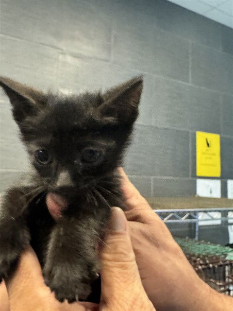 adoptable Cat in Miami, FL named TOBAIAS