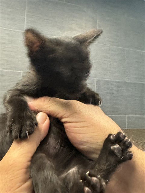 adoptable Cat in Miami, FL named LINDSEY